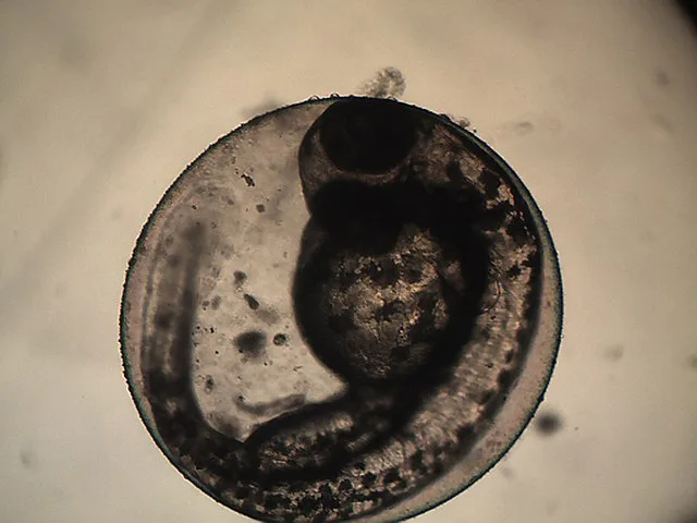 Zebrafish Embryo